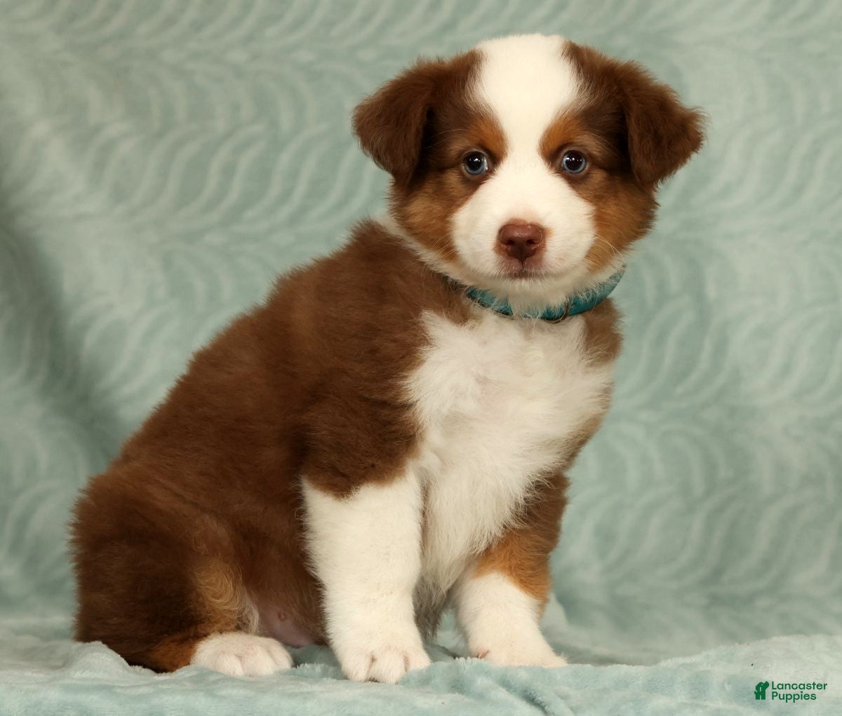 Australian Shepherd dogs Cooper - Ad 2