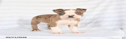 Boston Terrier dogs for sale: Asher - Ad 4