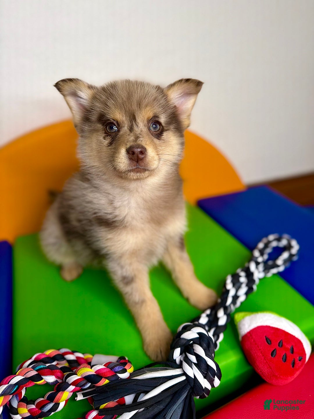 Pomsky dogs for sale: Molly - Ad 2