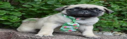 Pug dogs for sale: Paxton - Ad 10