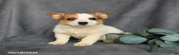 Mixed Breed dogs for sale: Rusty - Ad 3
