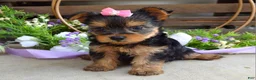 Yorkshire Terrier dogs for sale: Ava - Ad 11