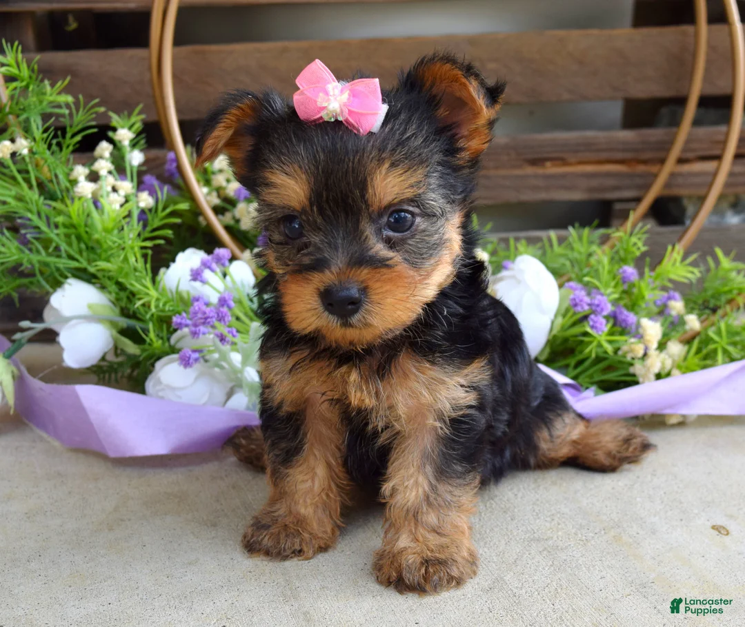 Yorkshire Terrier dogs for sale: Ava - Ad 11