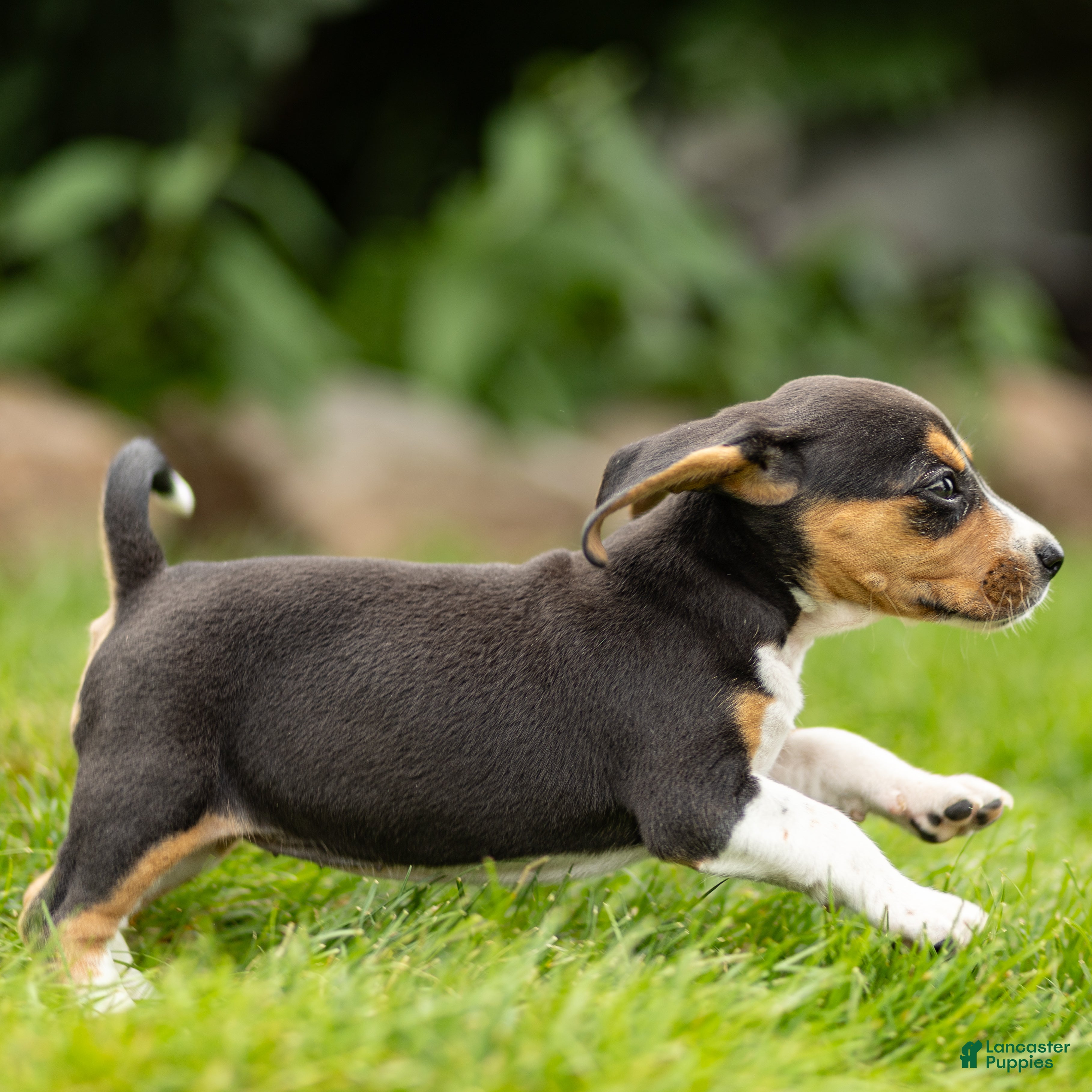 Beagle dogs Liberty - Ad 2