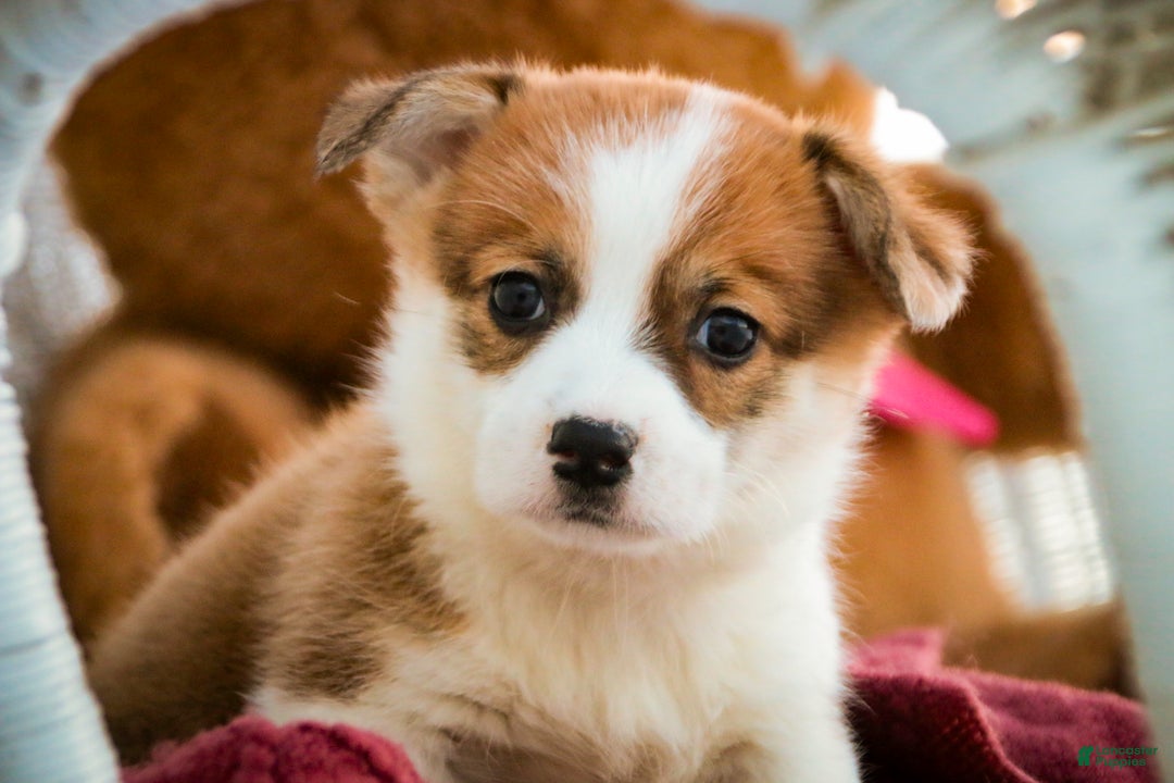 Welsh Corgi Pembroke dogs for sale: Bagel - Ad 5