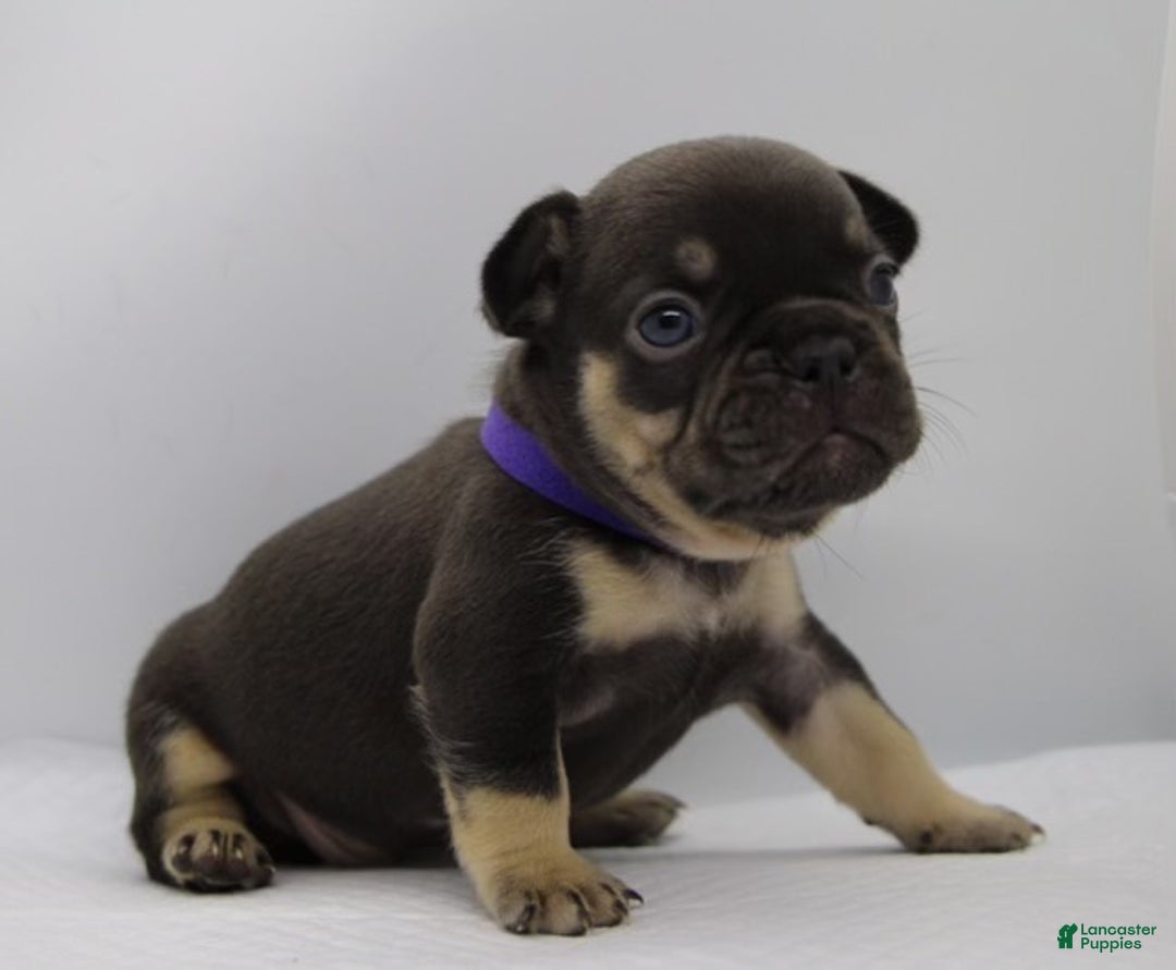 French Bulldog dogs for sale: Blue - Ad 12