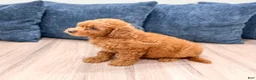 Miniature Poodle dogs for sale: Goldie - Ad 4