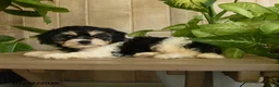 Cavachon dogs for sale: Marcy - Ad 3