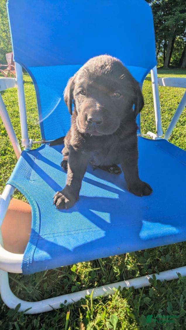 Labrador Retriever dogs for sale: Labrador Retriever 1 - Ad 2
