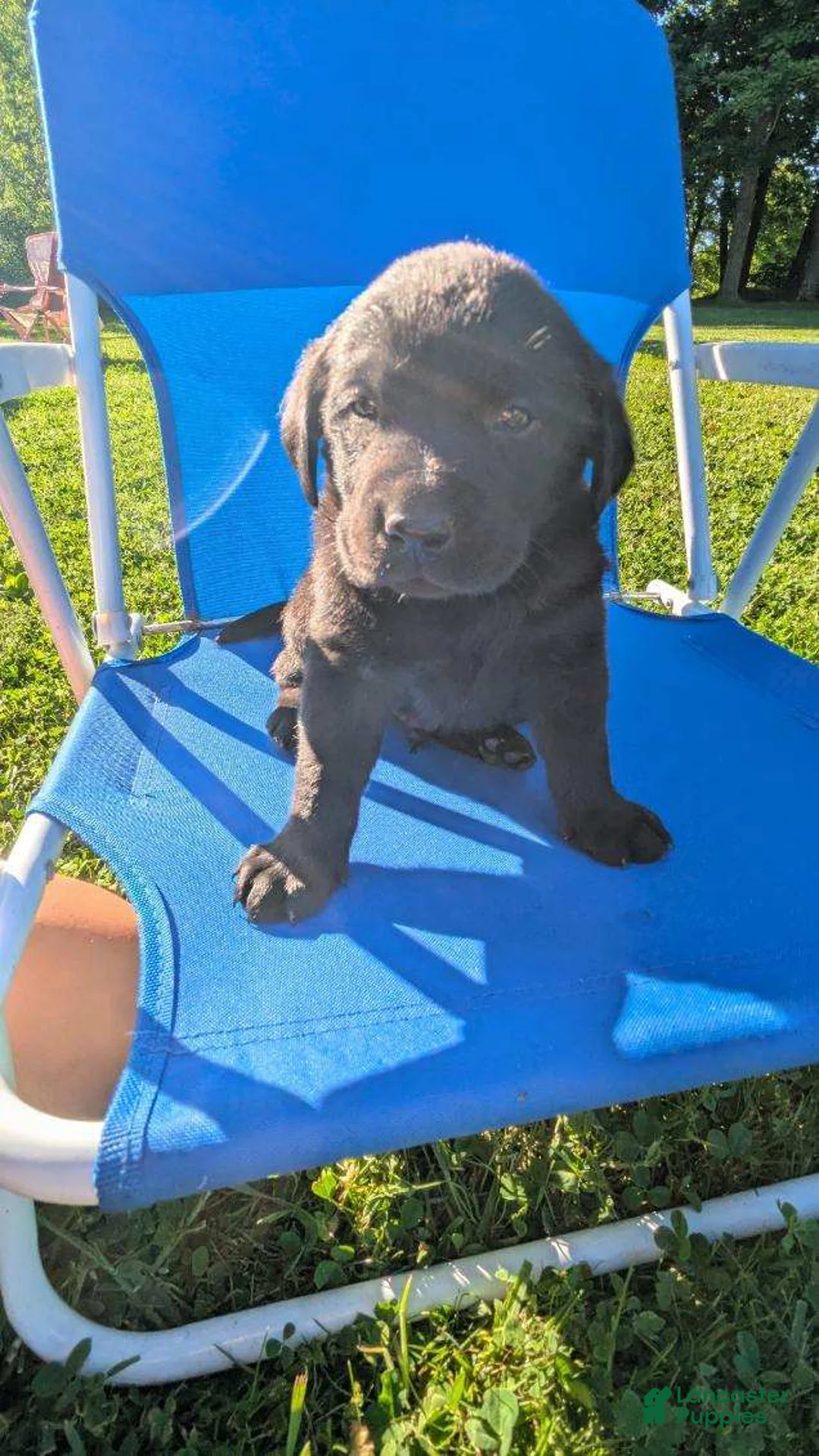 Labrador Retriever dogs for sale: Labrador Retriever 1 - Ad 1