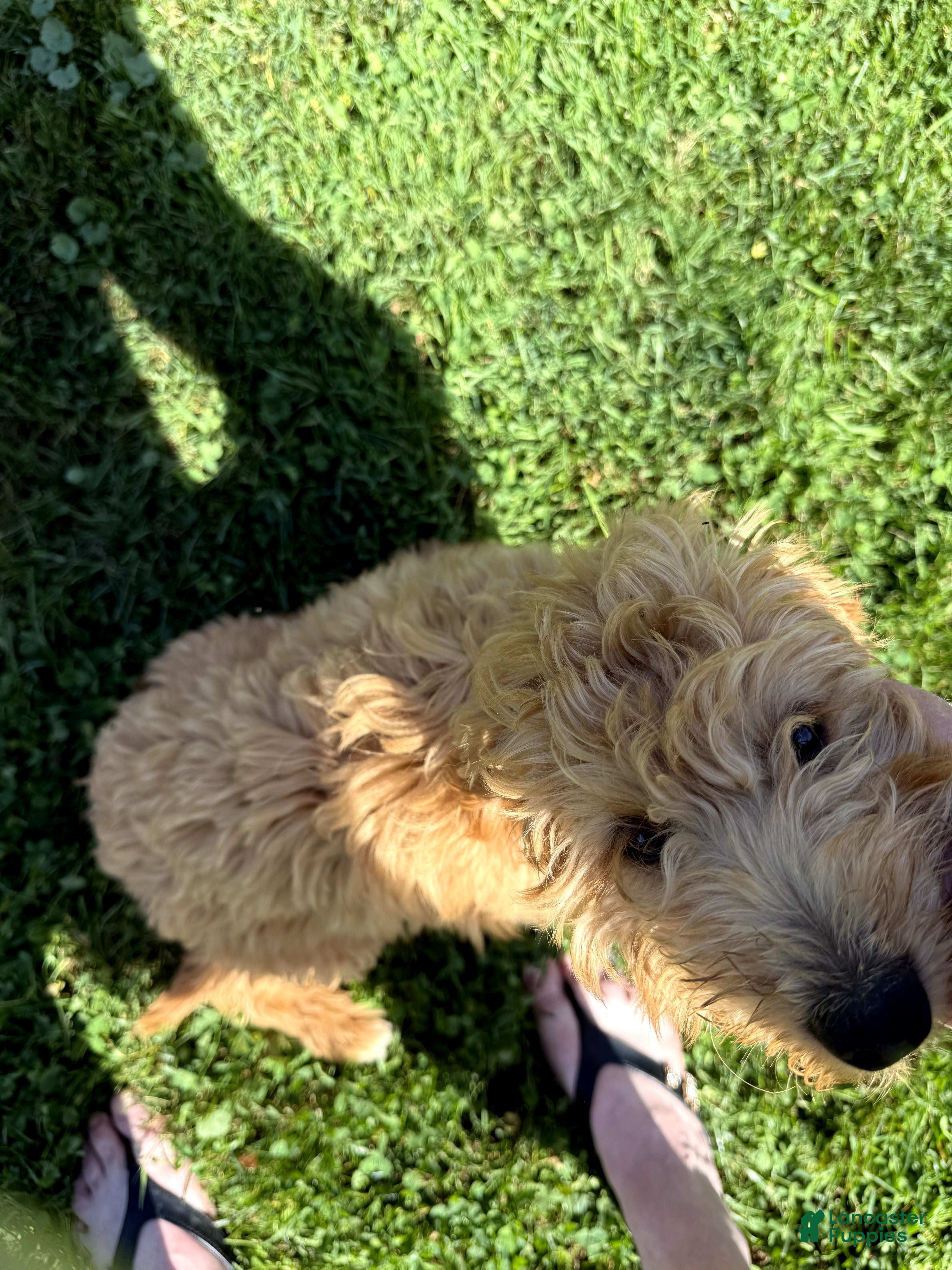Mini Goldendoodle dogs Bella - Ad 1
