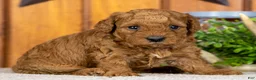 Miniature Poodle dogs for sale: Pam - Ad 1