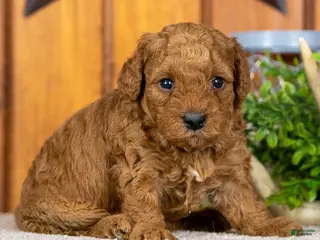 Miniature Poodle dogs for sale: Pam - Ad 2