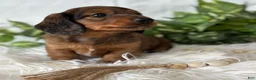 Miniature Dachshund dogs for sale: Sonny Boy Miniature Dachshund  - Ad 12