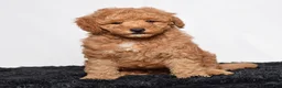 Mini Goldendoodle dogs for sale: Rex - Ad 6