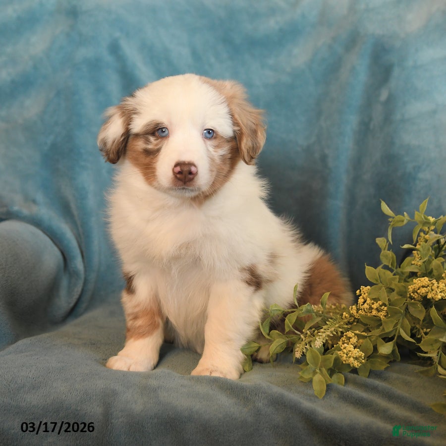 Miniature Australian Shepherd dogs Minnie - Ad 2