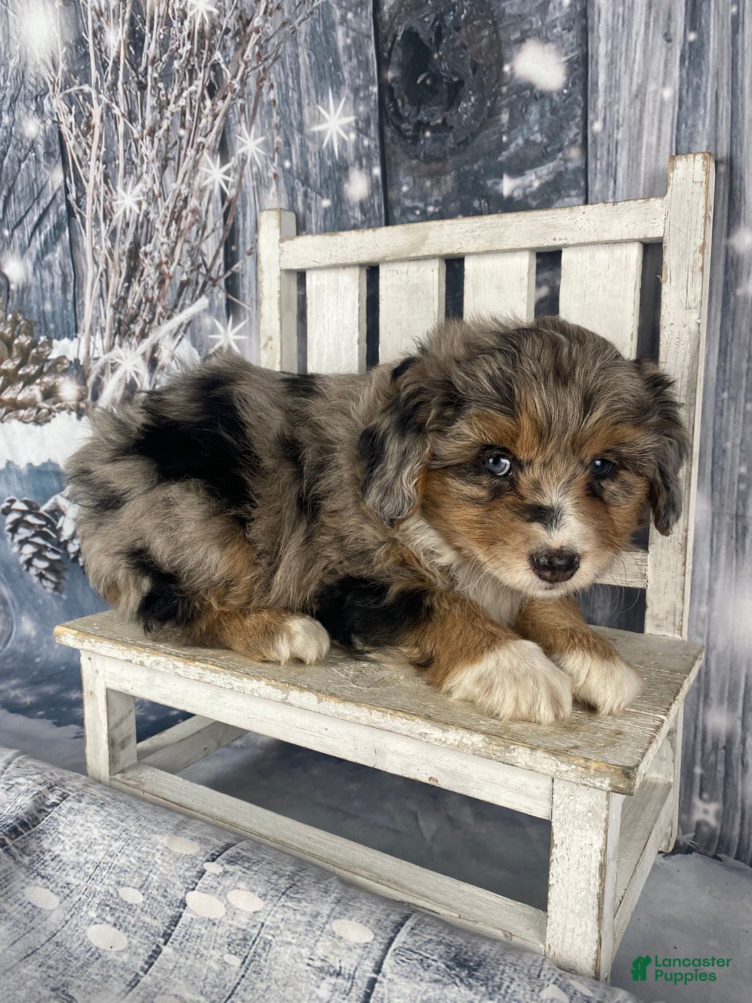 Aussiedoodle dogs for sale: Paisley - Ad 8