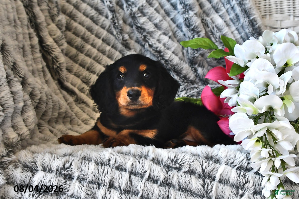 Dachshund dogs Raspberry - Ad 2