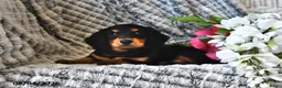 Dachshund dogs for sale: Raspberry - Ad 2