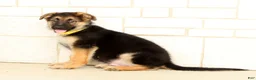 German Shepherd dogs for sale: Wrangler - Ad 2