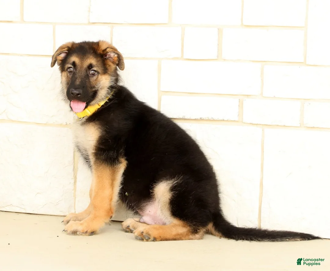 German Shepherd dogs for sale: Wrangler - Ad 2