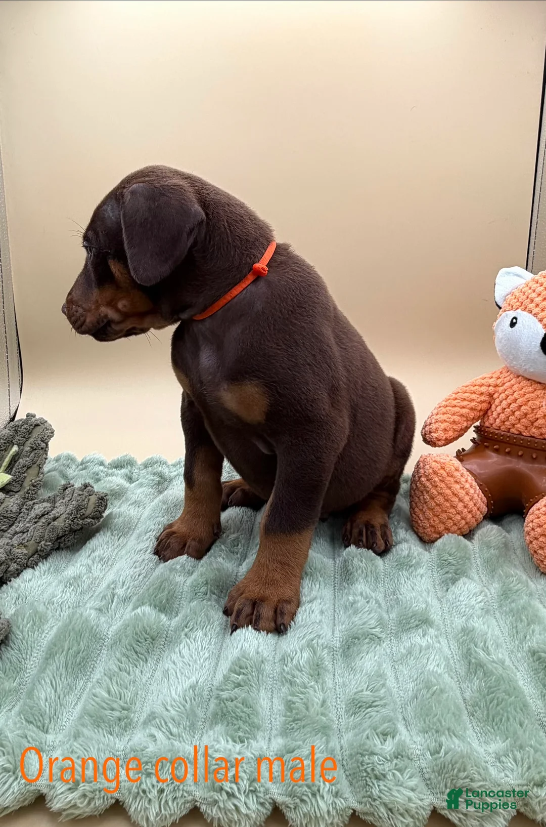 Doberman Pinscher dogs for sale: Red/rust male, orange collar 🧡 - Ad 2