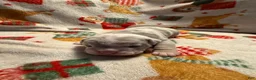 Olde English Bulldogge dogs for sale: Tri Blue Merle  - Ad 5