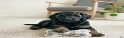 Cockapoo dogs for sale: LILLY - Ad 6