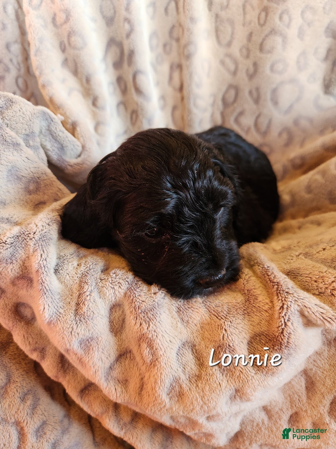 Mixed Breed dogs for sale: Lonnie - Ad 2