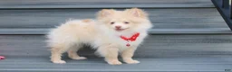Pomeranian dogs for sale: Teddy  - Ad 12