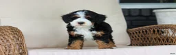 Mini Bernedoodle dogs for sale: Ellie - Ad 9