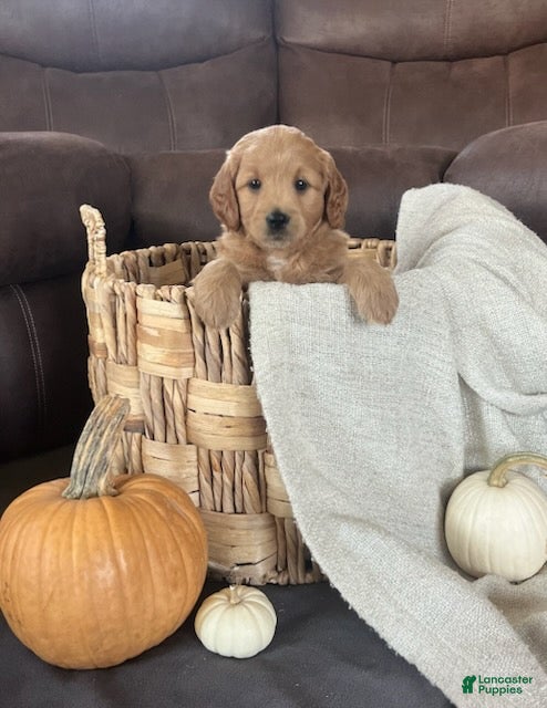 Mini Goldendoodle dogs Ranger - Ad 1