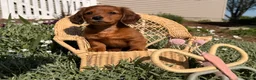 Dachshund dogs for sale: Sunny  - Ad 5