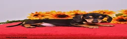 Miniature Dachshund dogs for sale: Doug  - Ad 4
