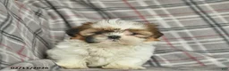Shih Tzu dogs for sale: Velvet  - Ad 4