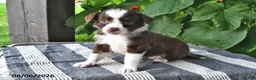 Mixed Breed dogs for sale: Sadie - Ad 3
