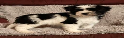 Havanese dogs for sale: Scott - Ad 8