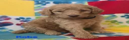 Standard Poodle dogs for sale: Kobe - Ad 1