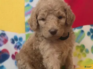 Standard Poodle dogs Kobe - Ad 6