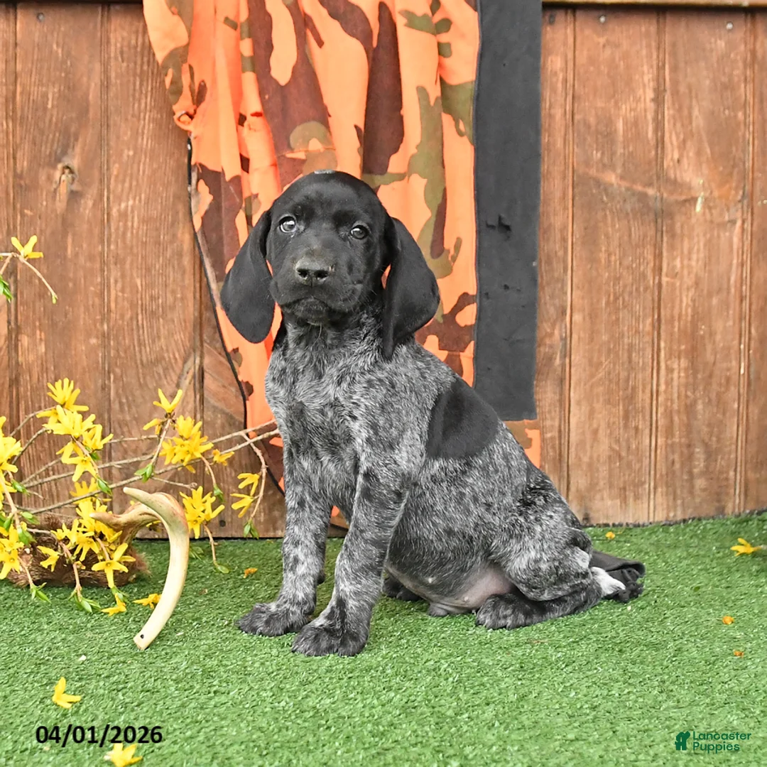 German Shorthaired Pointer dogs for sale: Loyal - Ad 2
