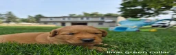 Golden Retriever dogs for sale: Cooper (Lime Green Collar) - Ad 3