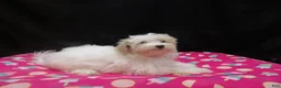 Maltipoo dogs for sale: Sage - Ad 2