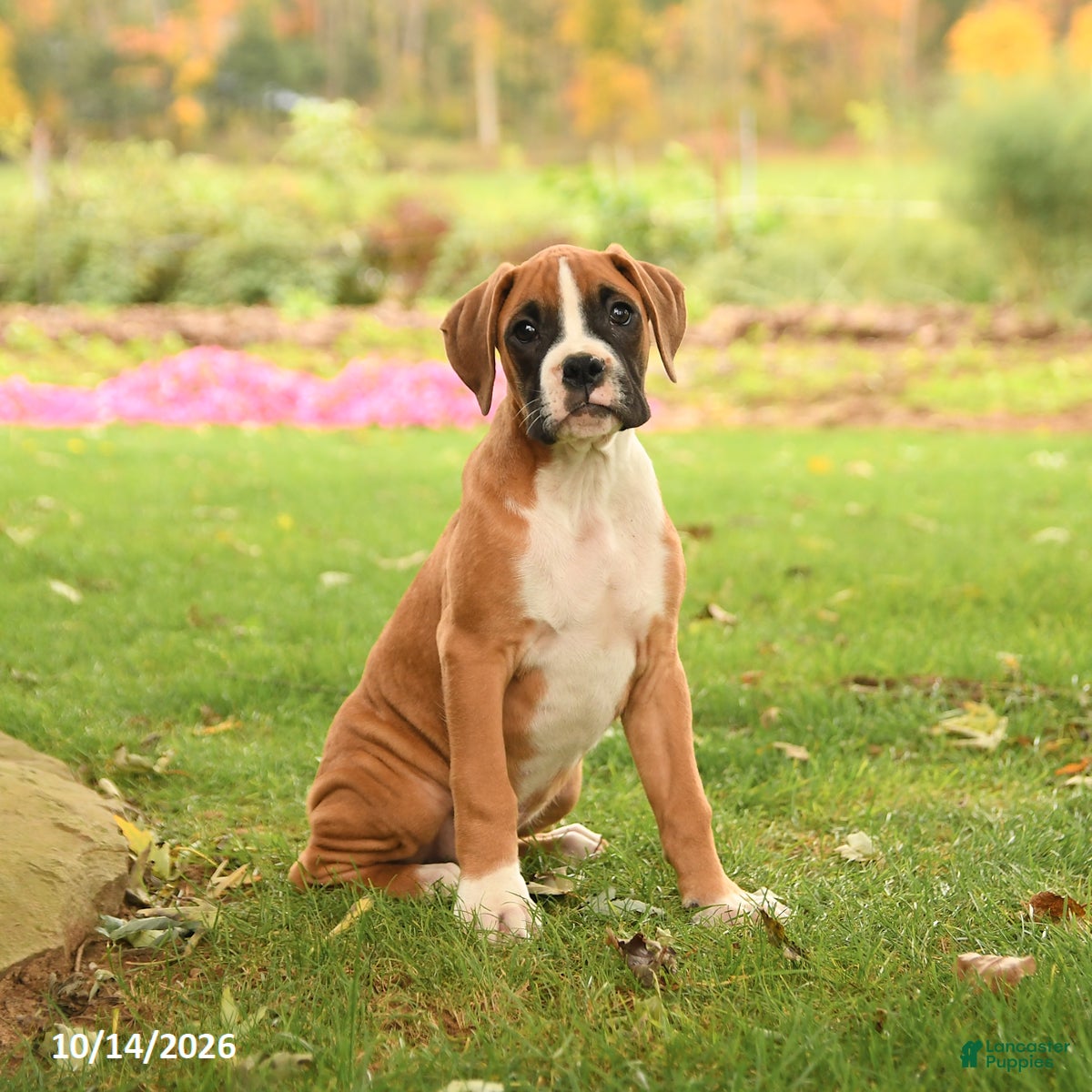 Boxer dogs Logan - Ad 1