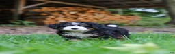 Mini Bernedoodle dogs for sale: Hershey - Ad 2