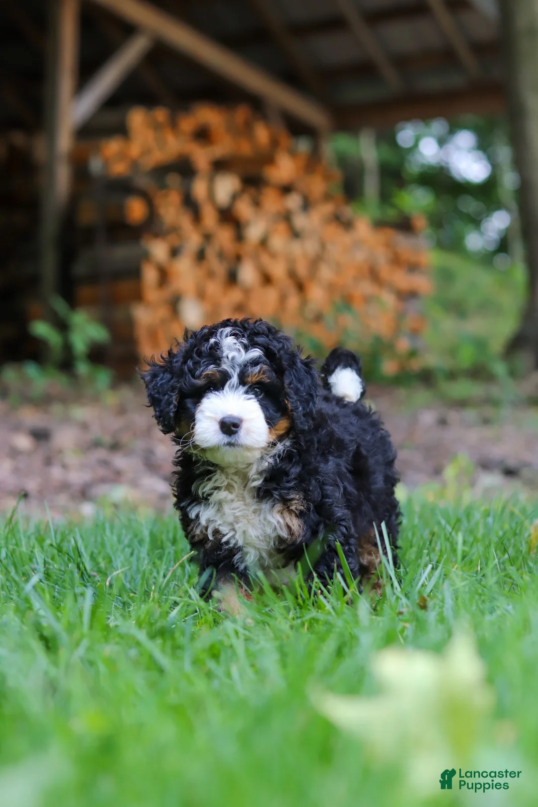 Mini Bernedoodle dogs for sale: Hershey - Ad 2