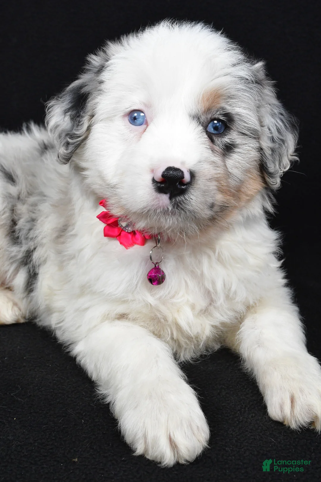 Mini Aussiedoodle dogs for sale: Sky - Ad 4