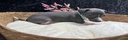 Italian Greyhound dogs for sale: Italian Greyhound 2 - Ad 6