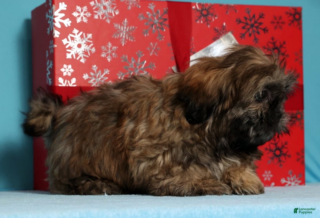 Teddy Bear dogs for sale: Crystal - Ad 9