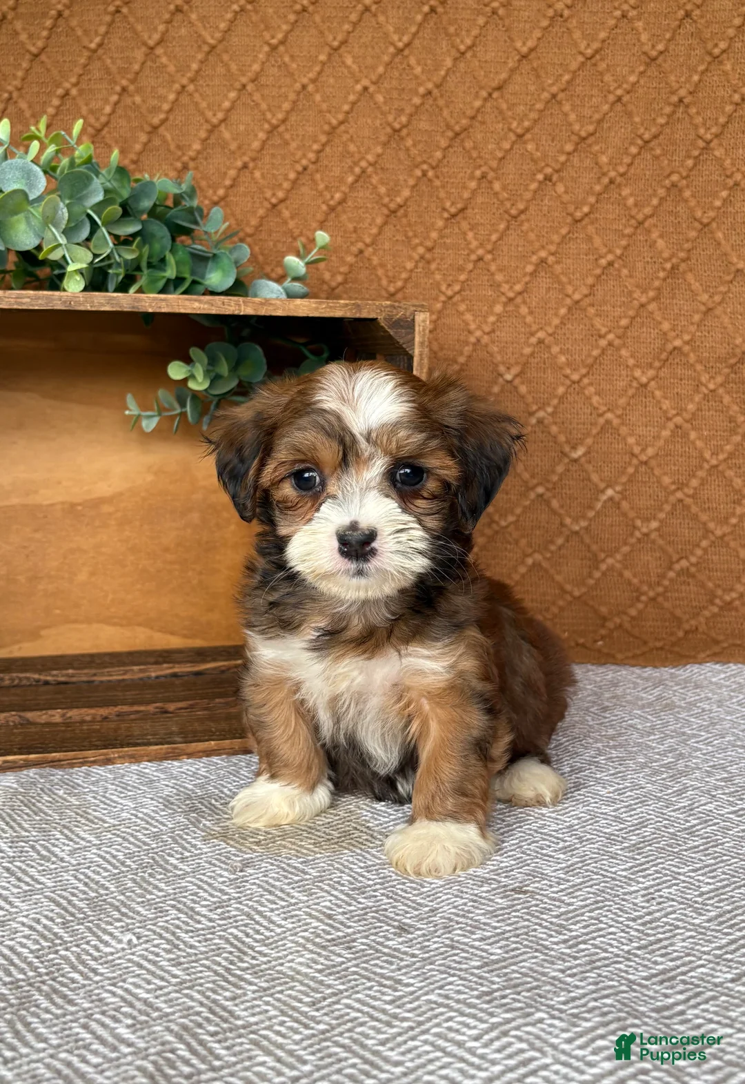 Havanese dogs for sale: Avery - Ad 1