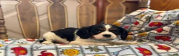 Cavalier King Charles Spaniel dogs for sale: Teresa - Ad 4